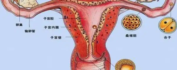 子宫发育正常是多少厘米