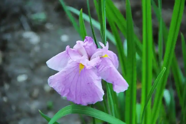 *花菖蒲花语 *花菖蒲 其高50-60厘米,一株开一朵花.