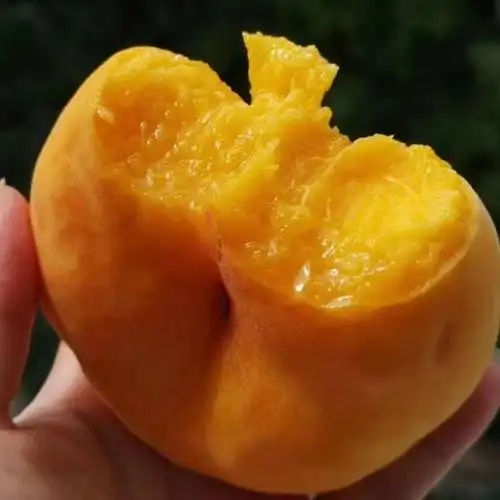 黄金蟠桃 一件10-12个装