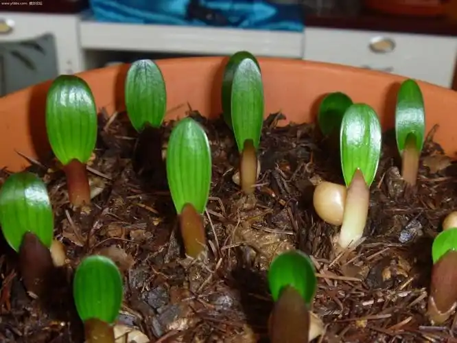 【】君子兰种子批发 新采种子 销售君子兰种子 草花种子 品种齐