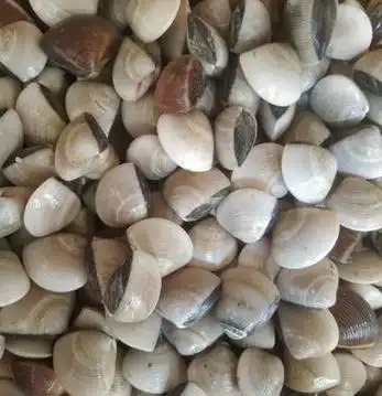 [白螺批发]白螺,白贝,卜卜贝食材,海白螺,社区团购,电商平台供应商