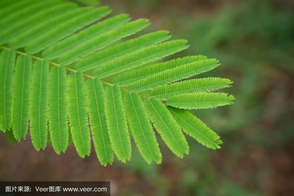 金合欢树,特写,叶子,2016,垂直画幅