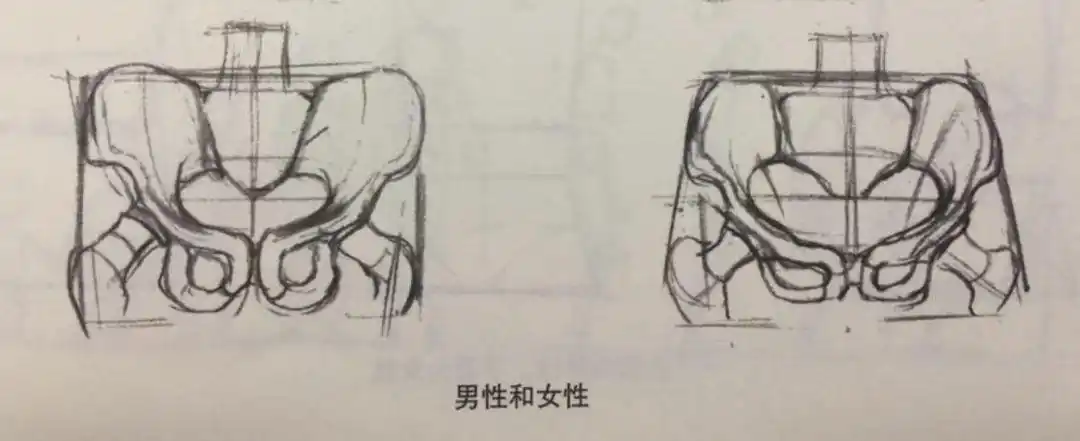 男女骨盆区别