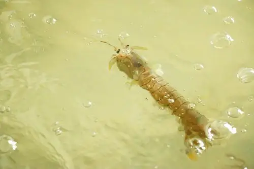 水中的虾爬子也叫皮皮虾