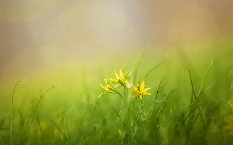 心情淡然释怀的图片