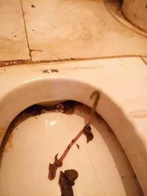 梦到好多屎 梦到好多屎,并且有沾到手上