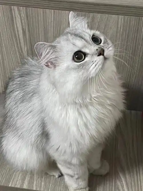 广州猫咪丢失长毛银渐层