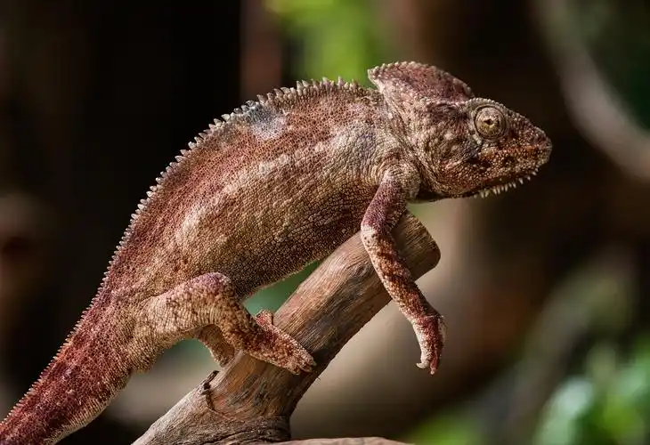 源——生态_丶lovely灬天龙-站酷zcool