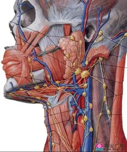 颌面部淋巴结炎的诊断