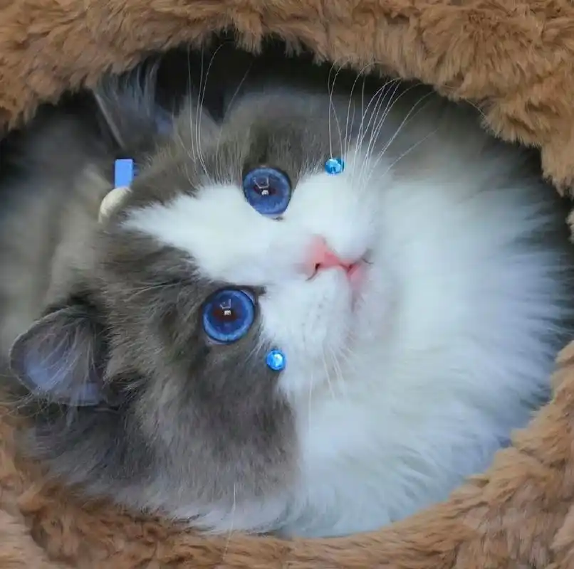 布偶猫猫头像已送达,请薯友们接收 可爱的布偶猫头像,这布灵布灵的大