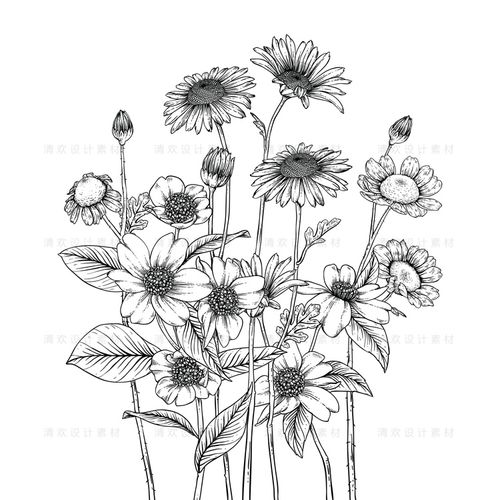 1008手绘素描黑白线描线稿植物花卉朵百合雏菊百合生日婚礼ai素材