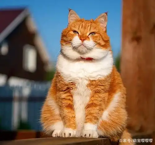 胖嘟嘟的小可爱