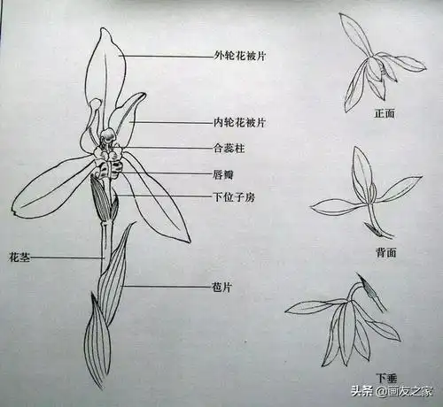 工笔兰花画法步骤图文详解