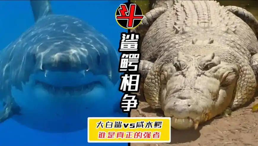 两者谁才是强者!