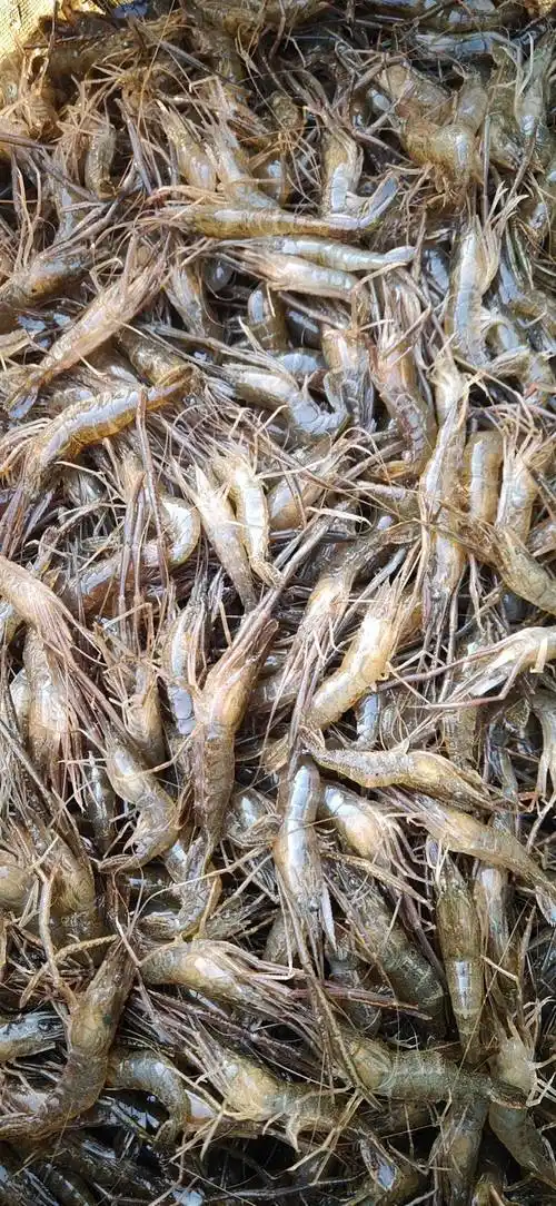 河虾多少钱一斤河虾养殖技术要点