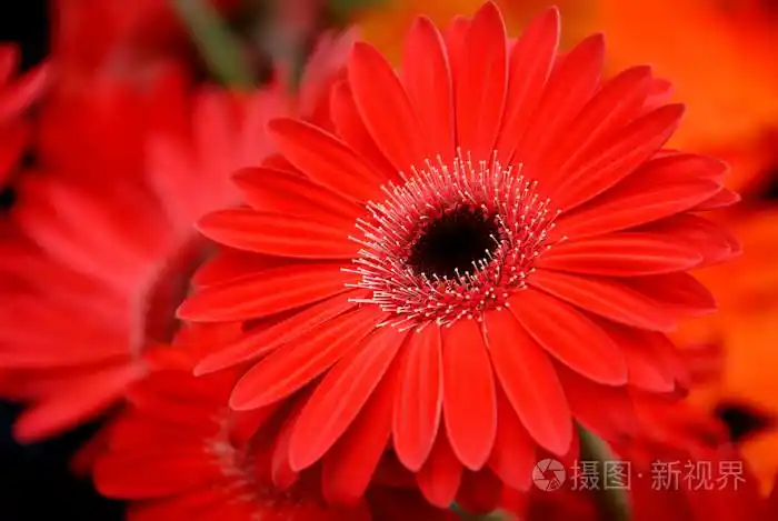 红色非洲菊鲜花