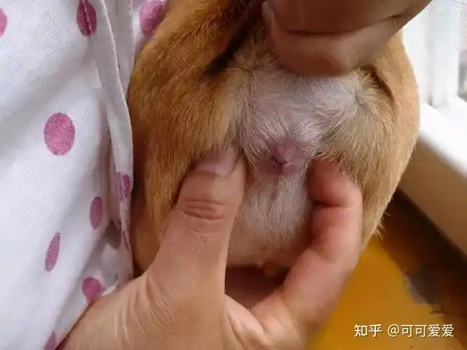 运动量少或经常便秘的狗狗容易出现肛门腺液体积蓄,堵塞的情况,出现