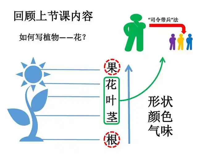 向日葵 思维导图ppt