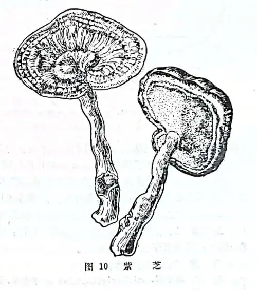 灵芝:从《说文》到现代的神奇真菌 🌿
