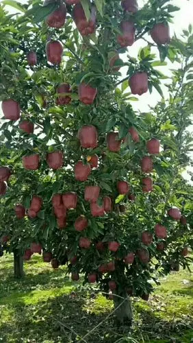 甘肃天水新鲜蛇果,欢迎订购(14斤100元包邮)