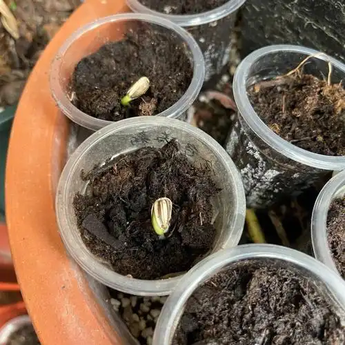 探脑,暗中观察外面的世界,适不适合自己开花结果昙花今天也发生了变化