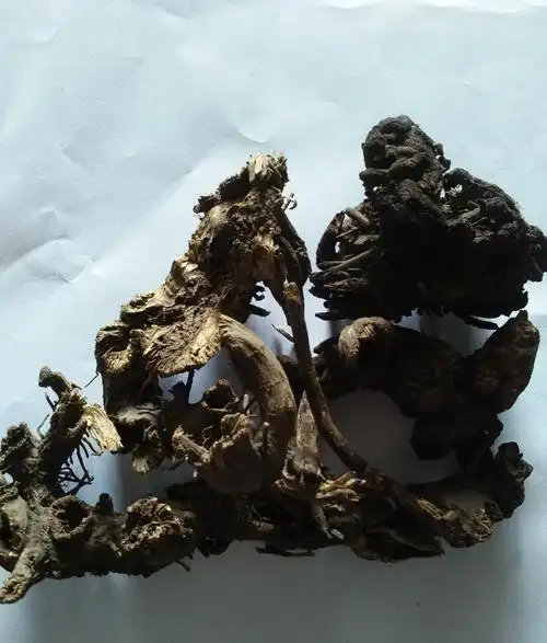 升麻保证质量1公斤起售