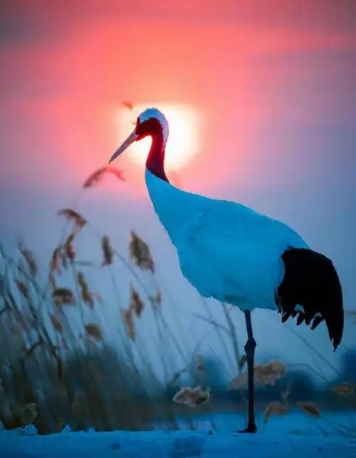 中国首位训鹤姑娘徐秀娟,攻克世界性难题,23岁为鹤仙逝