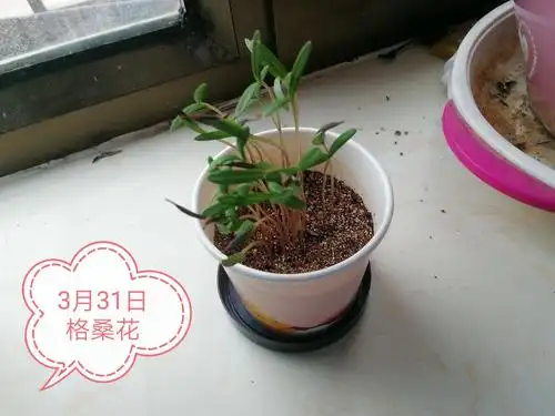 这是3月31的日格桑花,非常茂盛,非常好看^ω^.