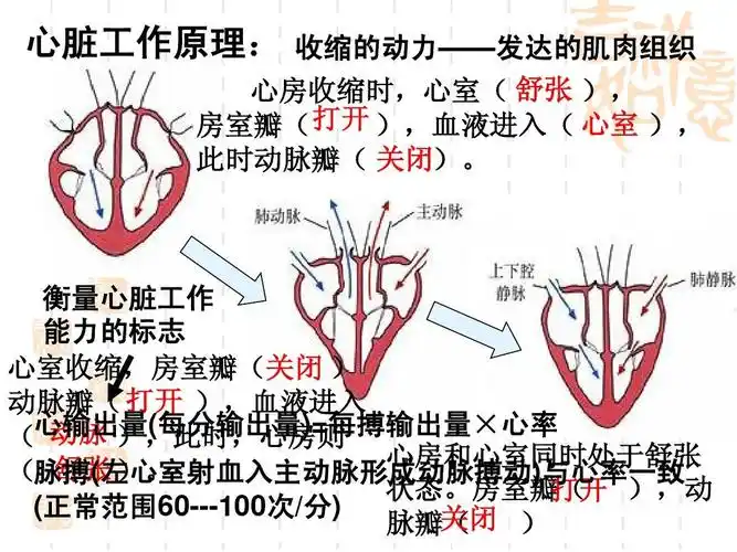 心脏工作原理: 收缩的动力——发达的肌肉组织 心房收缩时,心室( 舒张