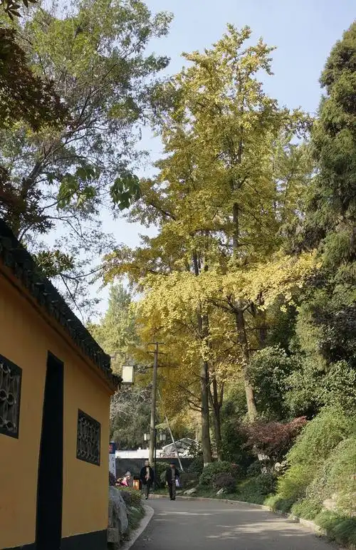 南京清凉山公园银杏谷风光