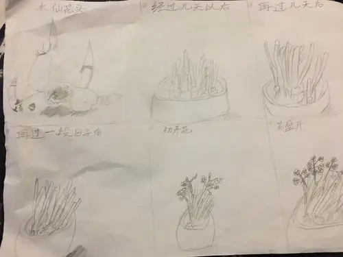 水仙花生长的过程-四五班徐梦淇