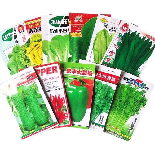 蔬菜四季种子上海鸡毛菜