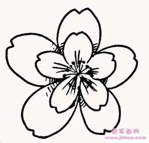 花瓣简笔画图片 小手画堂6款漂亮的花瓣简笔画图片大全花瓣的简单画法