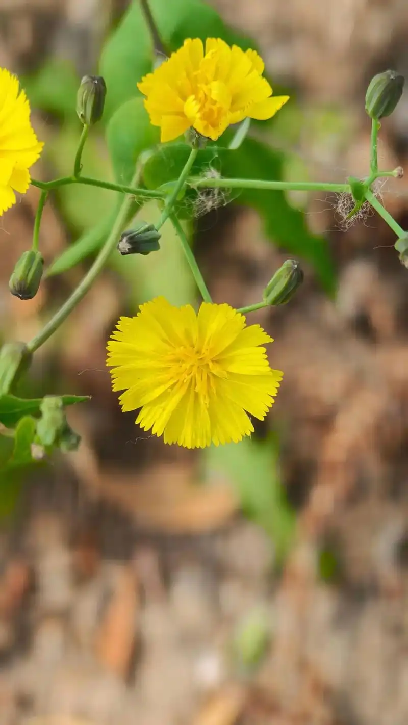 尖裂假还阳参,是菊科假还阳参属的草本植物.其根状茎极短,茎直立