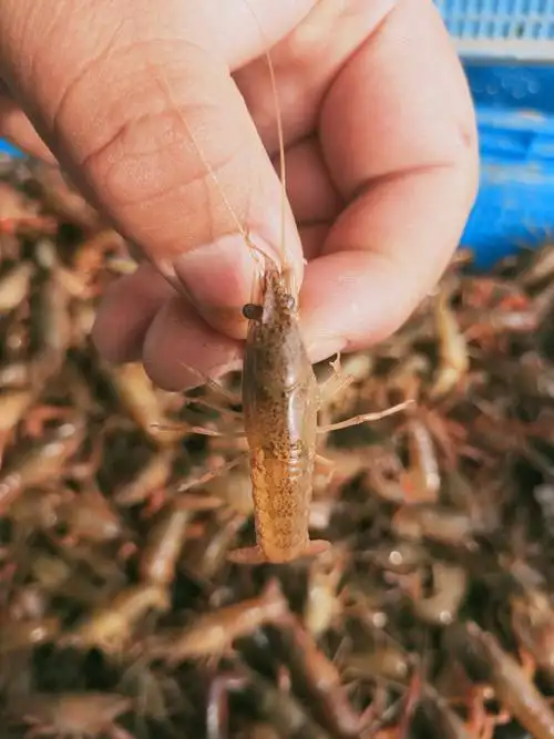 优质小龙虾虾苗,超强体质.