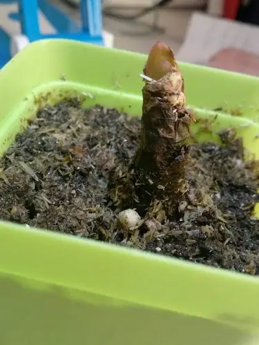 我想问一下,新买的彼岸花,寄来时已经冒出头的芽是嫩绿色的,可是养了