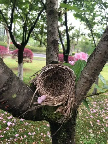 樱花树上的鸟巢