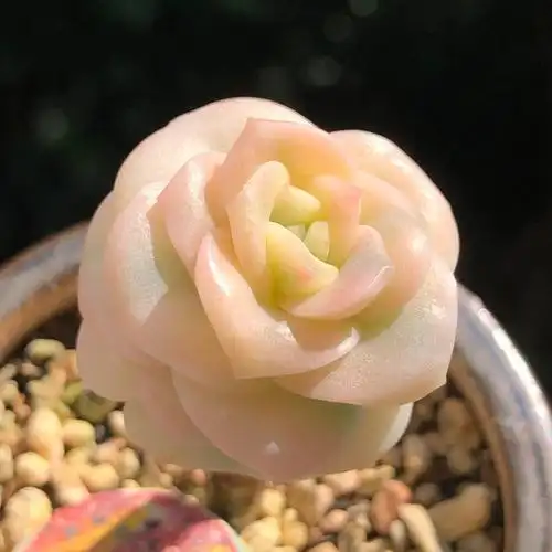 当初第一眼见到它的时候就觉得它像一朵玫瑰花,原来名字也这么可爱