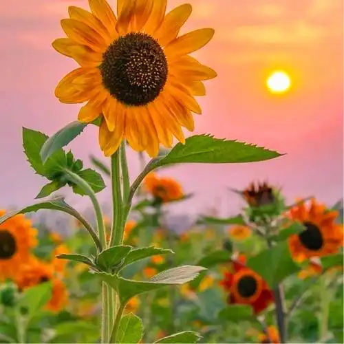 2023阳光正能量的头像