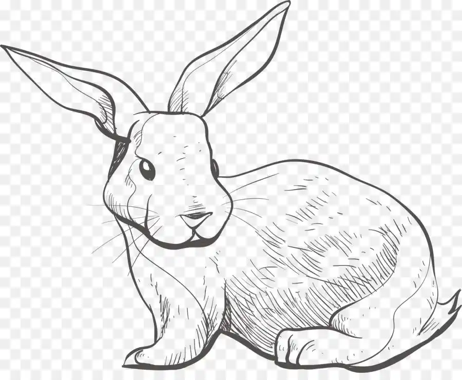 素描兔子的图片(131张)