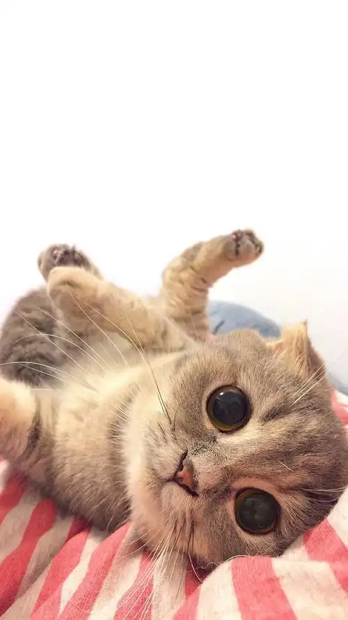 乖巧可爱猫咪图片手机壁纸