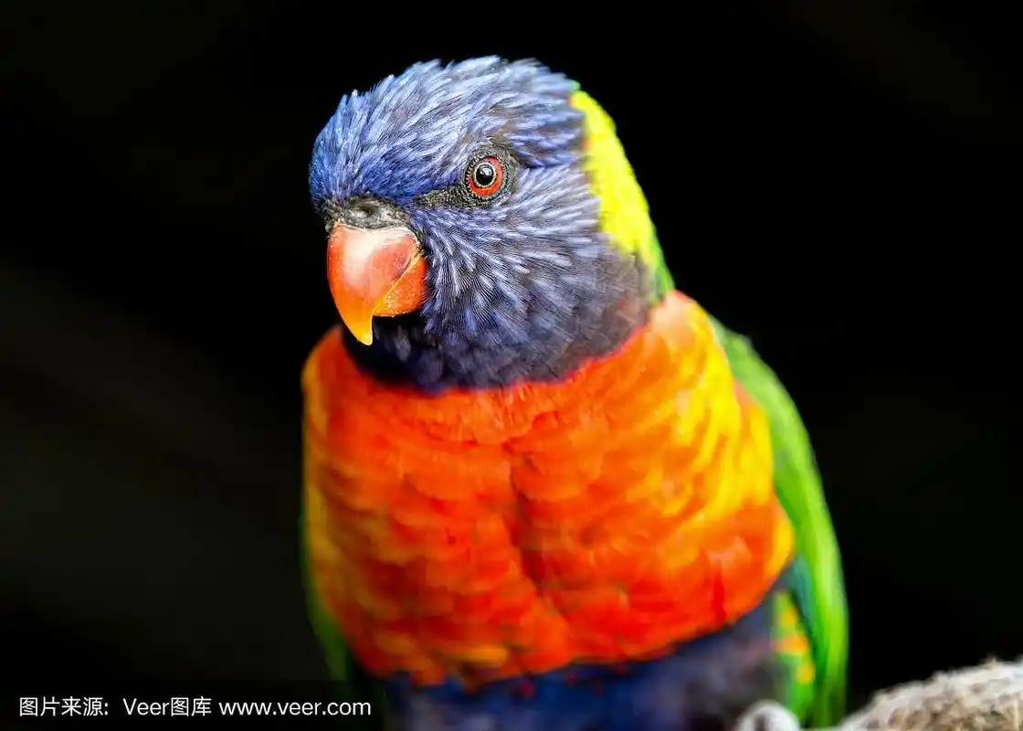 彩虹吸蜜鹦鹉肖像