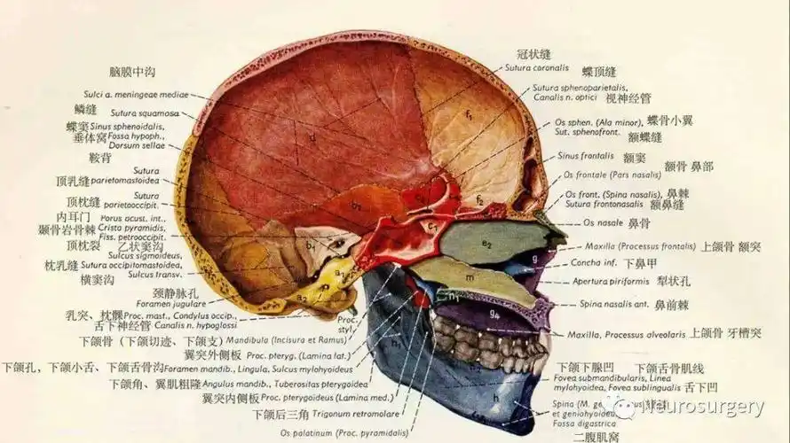 【视频 课件】颅骨详细解剖