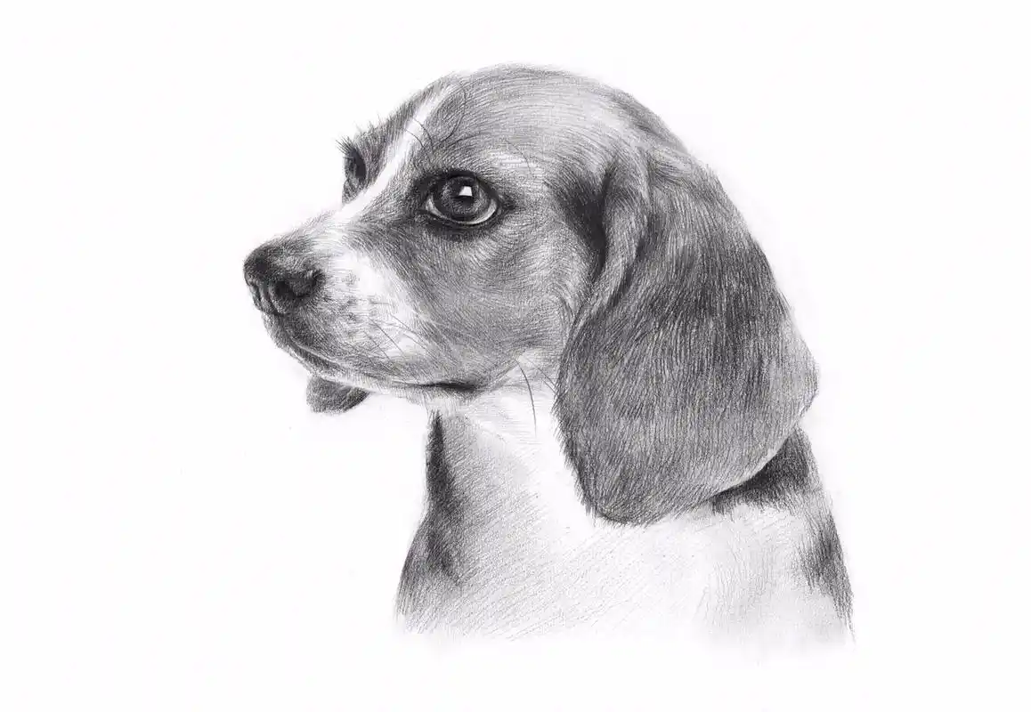 素描狗子#一起学画画 #画画 #素描  - 抖音