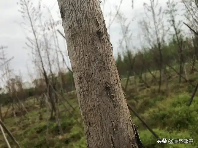 小虫子大危害,5~6月份小蠹虫危害高峰期,该如何进行防治?