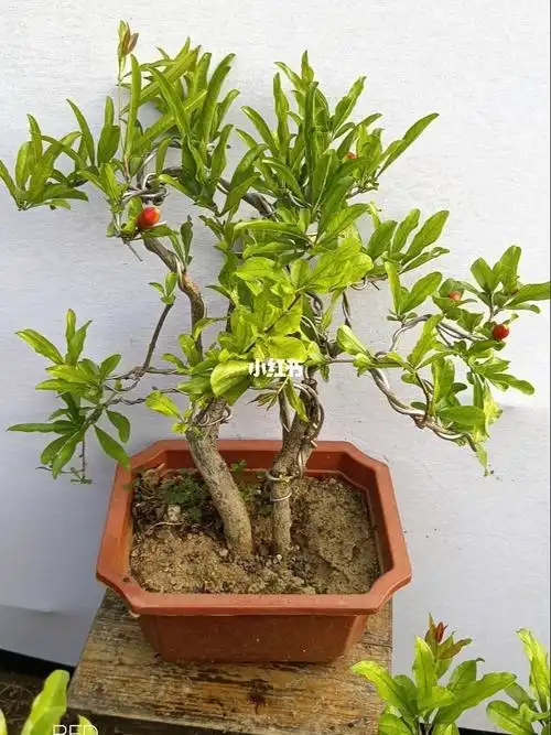 各种规格石榴小盆景