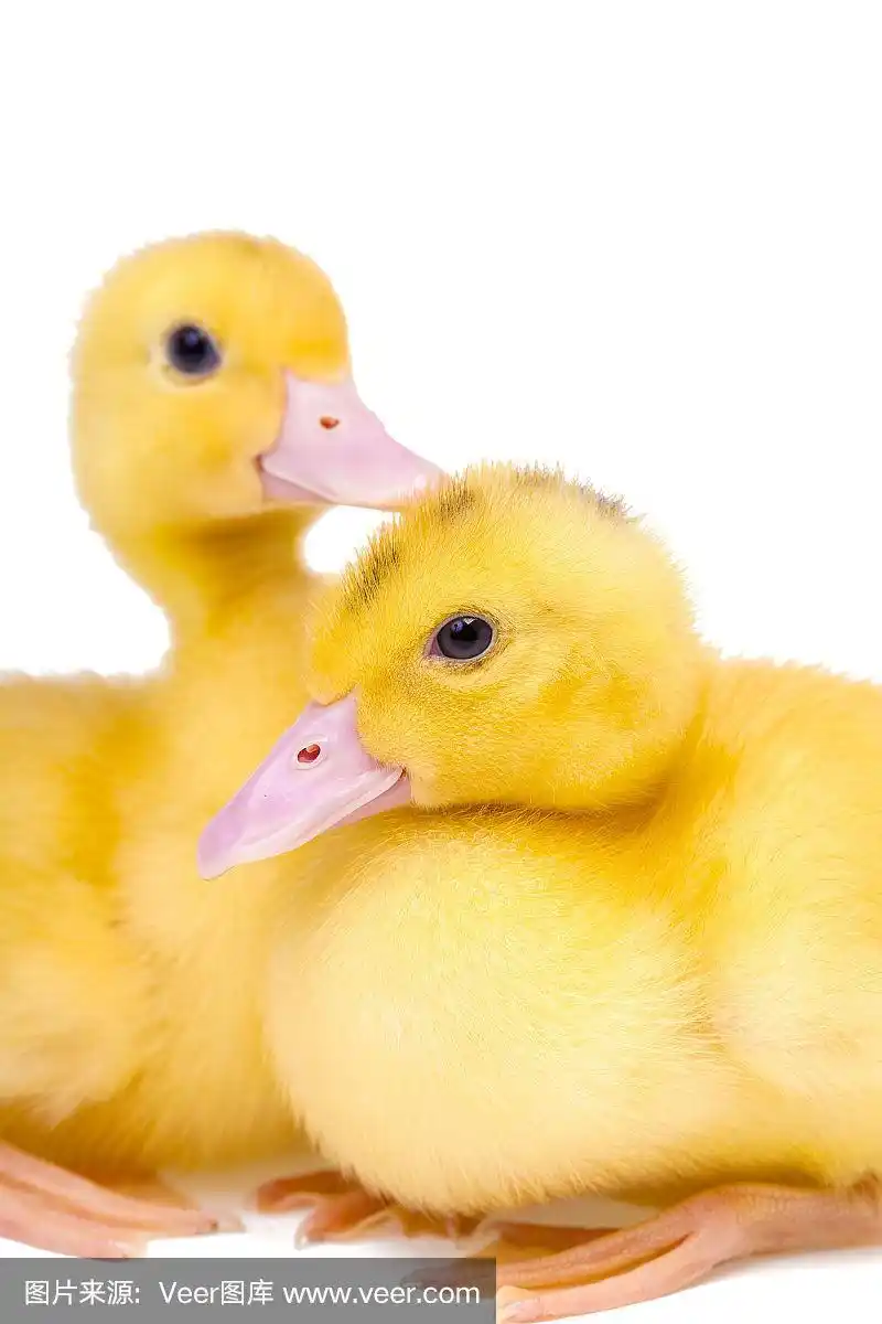 两只小鸭子在白色的背景上