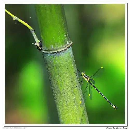 节节竹升(豆娘)