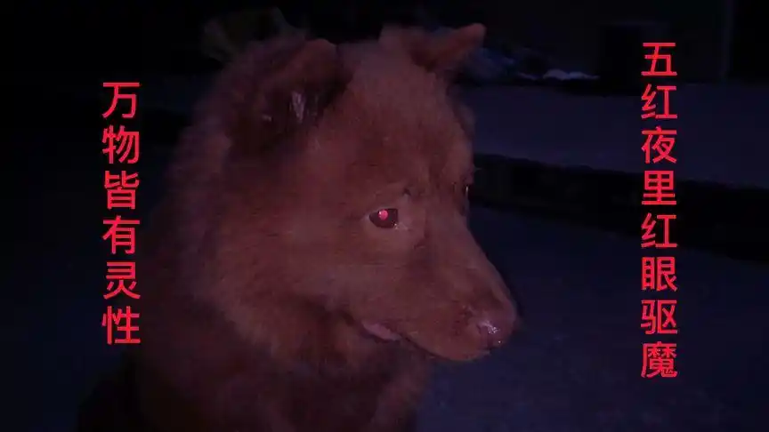 绐大家看看什么叫真正,五红犬夜里红眼驱魔狗.