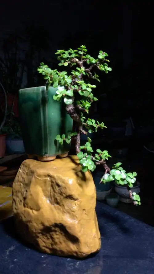 培养多年多肉植物金枝玉叶小老桩悬崖盆景